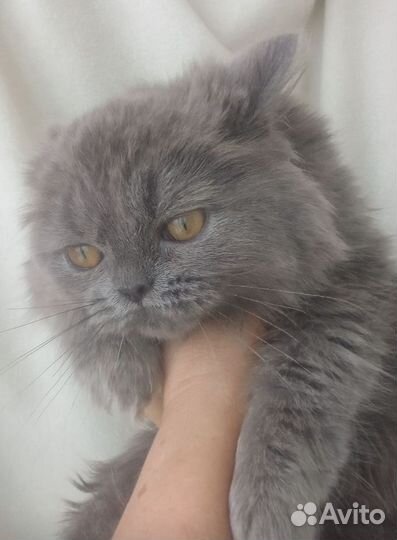 Британский котенок