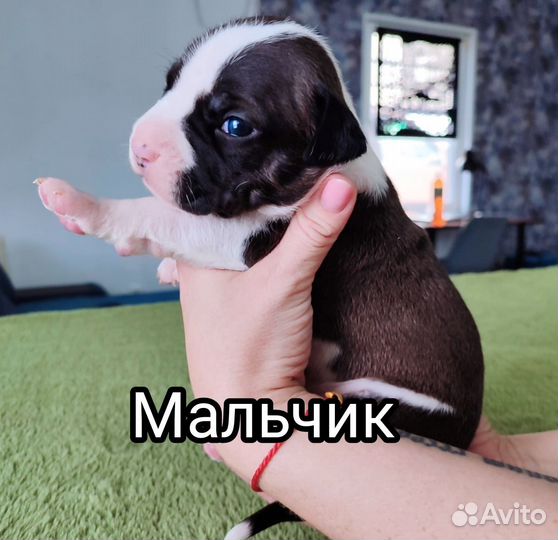 Щенки Американского стаффорда