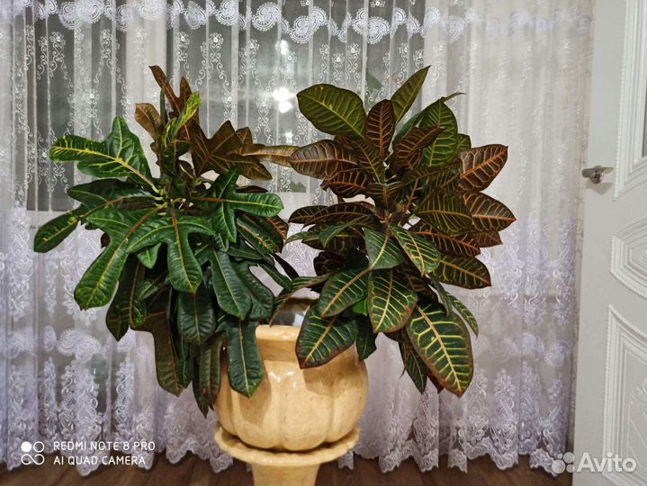 Кодиеум кротон