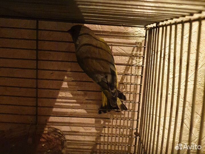 Щегол чиж зеленушка