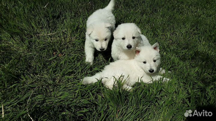 Собаки щенки