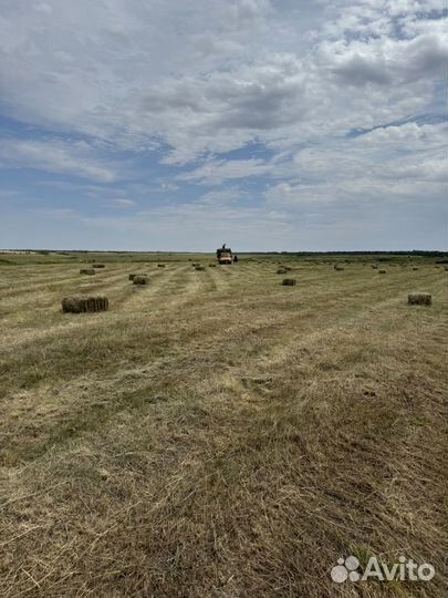 Продам луговое сено