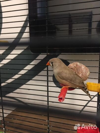 Зебровая амадина с клеткой