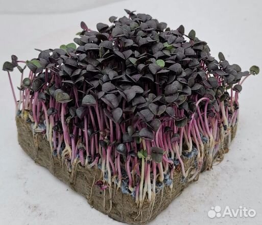 Семена для микрозелени