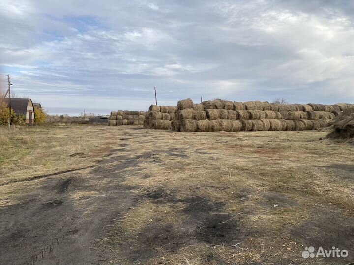 Сено в 600 килограммовых рулонах
