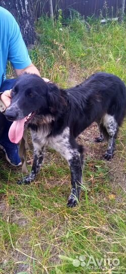 Молодой метис