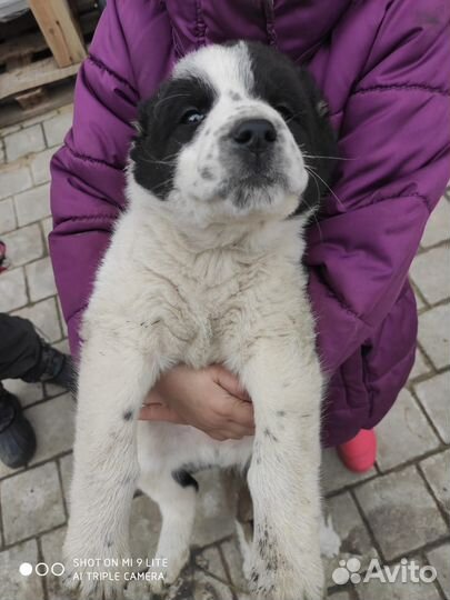 Продажа щенков алабая