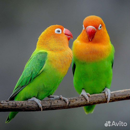 Попугаи