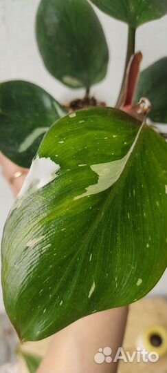 Филодендрон White Knight