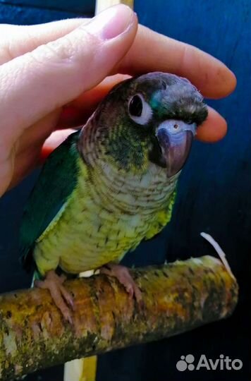 Попугай пиррура, ожереловый, Монах выкормыши с днк