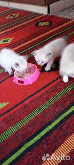 Тайская кошка
