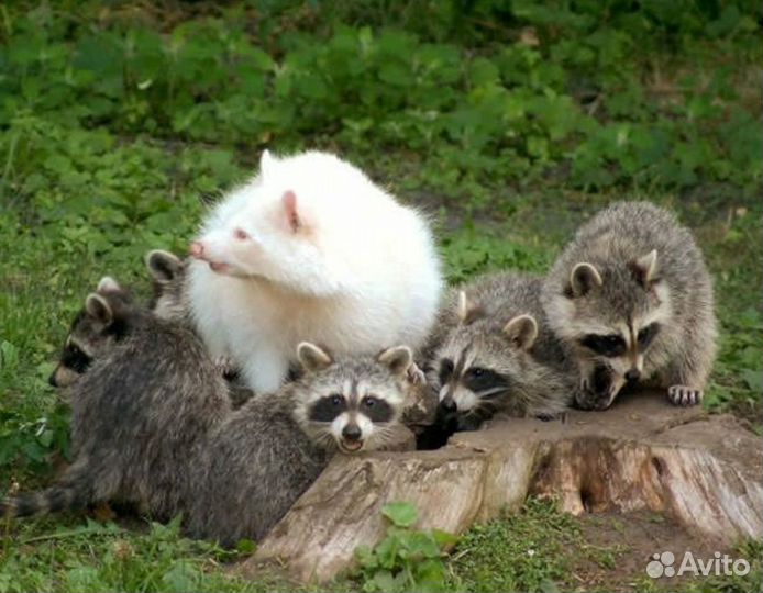 Ручные щенки енотов из питомника 