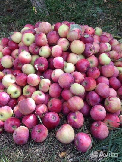 Яблоки Багаевка