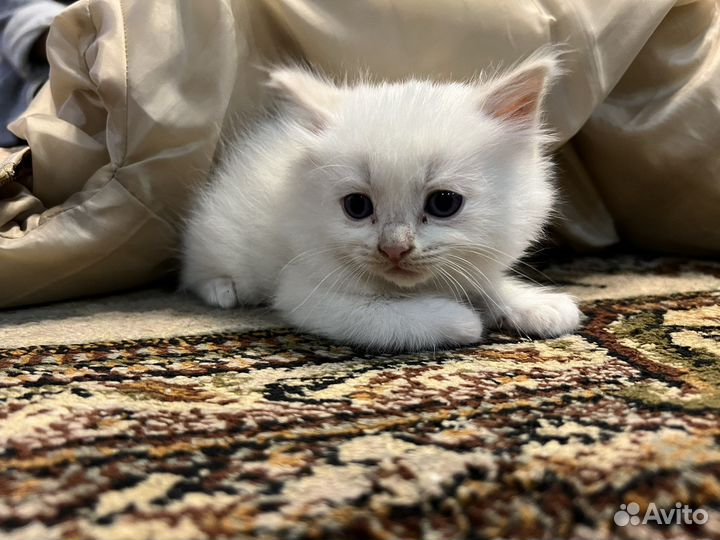 Кошка, котята