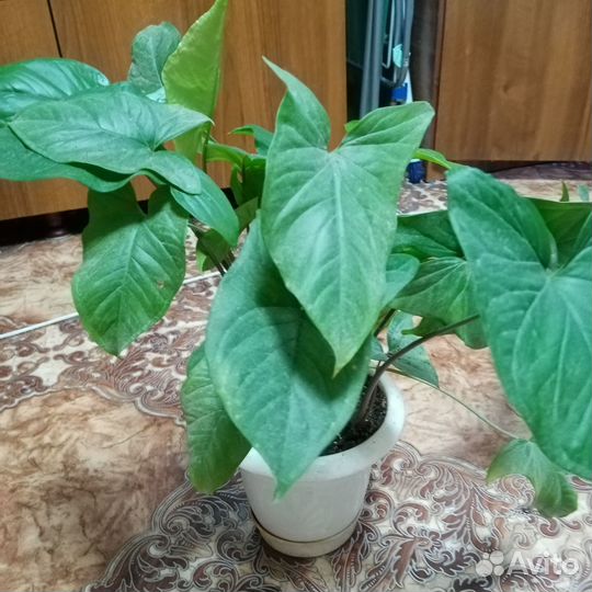 Комнатные цветы