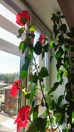 Сортовые гибискусы