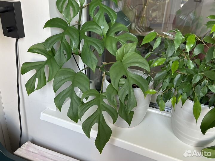 Монстера минима рафидофора - черенки