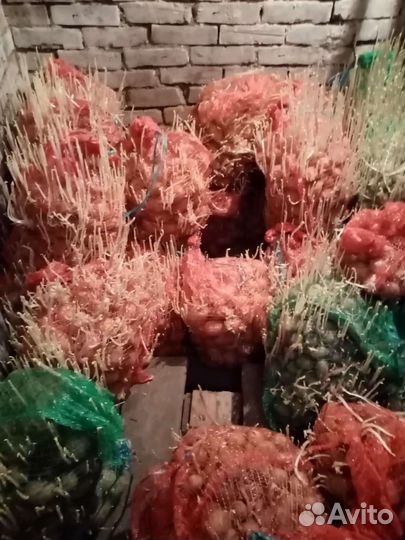 Семенной картофель