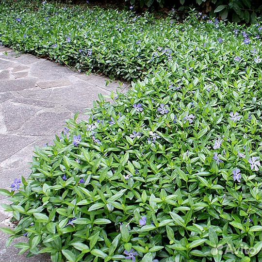 Барвинок Боулес Каннингэм