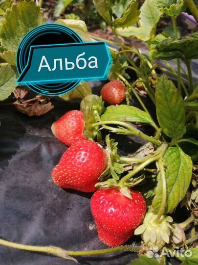 Рассада клубники