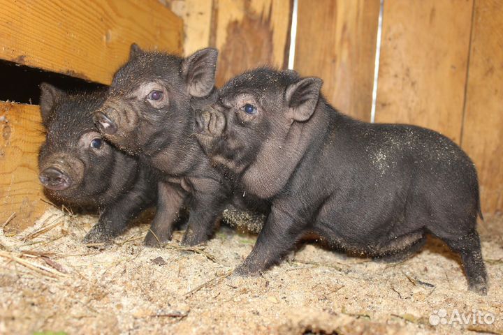 Вьетнамский вислобрюхие свиноматки и поросята