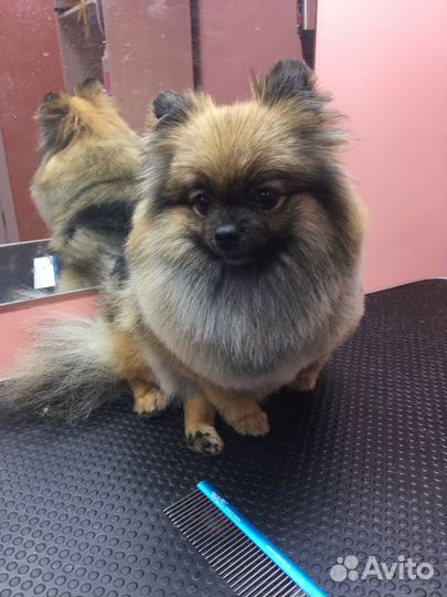 Требуются модели на стрижку