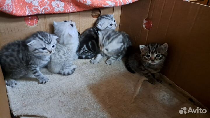Британские котята