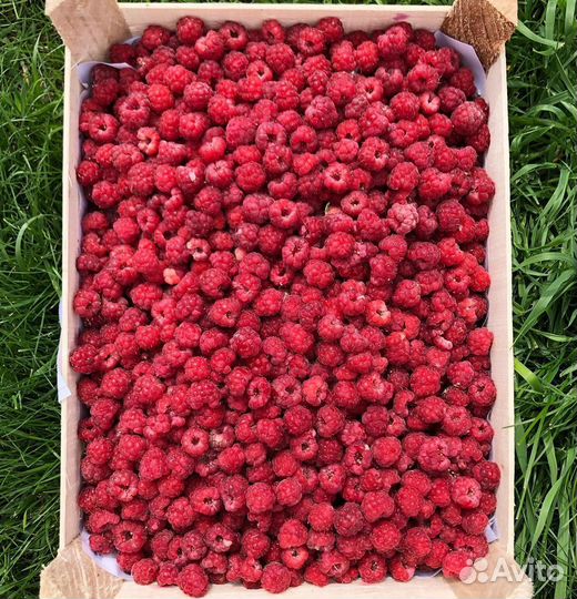 Клубника свежая