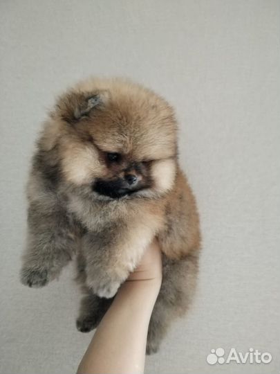 Померанский шпиц мини мишка