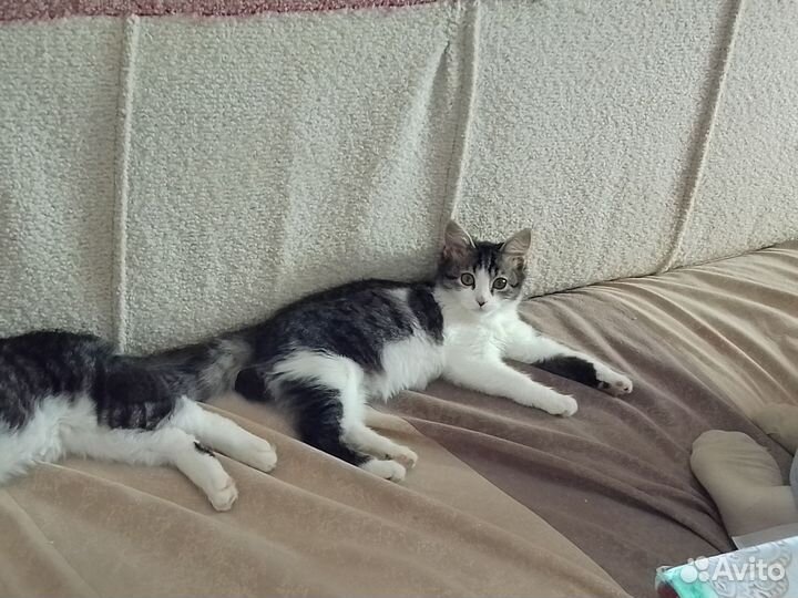 Девочку в добрые руки