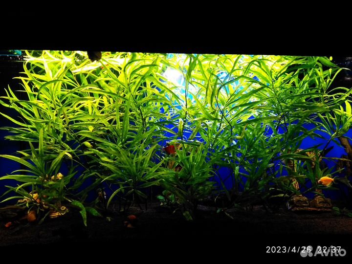 Аквариумные растения