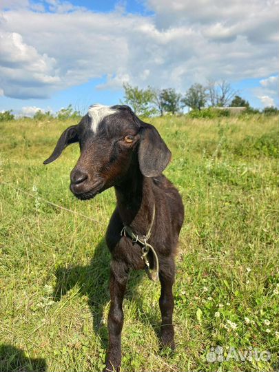 Занонубийские козлик и козочка