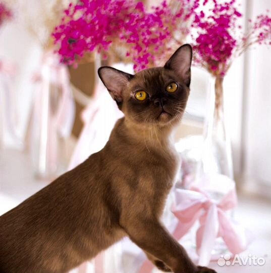 Бурманские котята