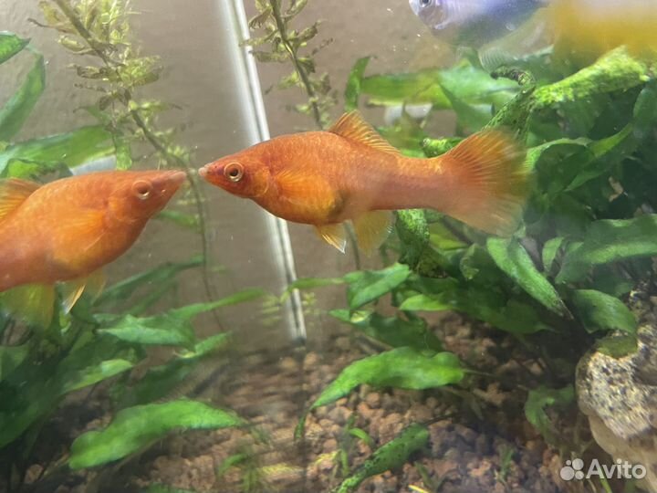 Рыба меченосец