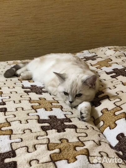 Кошка в дар бесплатно