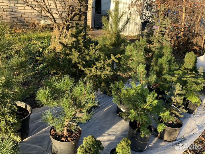 Сосна ель голубая туя кедр пихта можжевель-ник