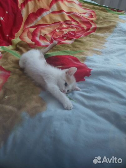 Отдам в добрые руки