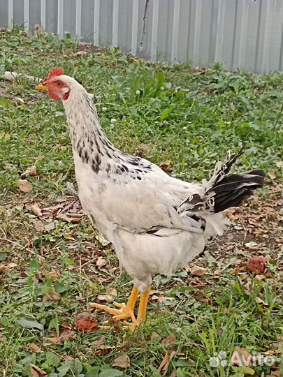 Молодые петушки