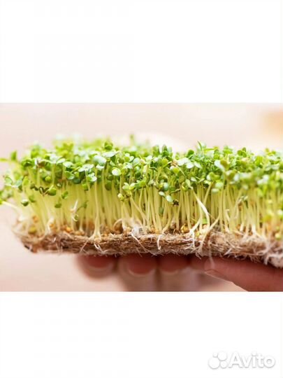 Микрозелень