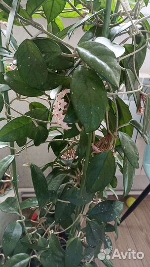 Хойя взрослая