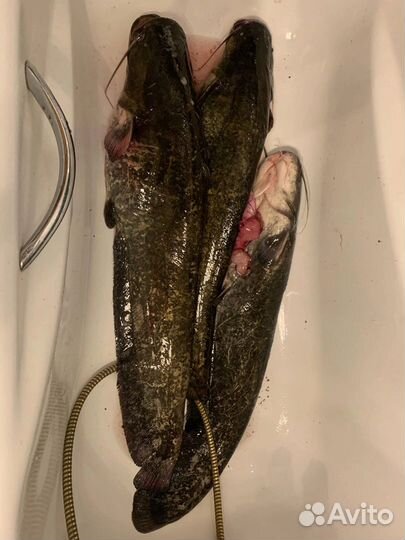 Свежая рыба волжская