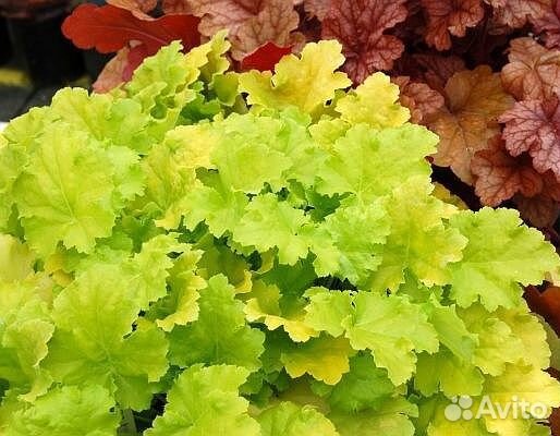 Гейхера Лайм мармелад