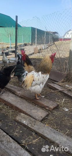 Петухи