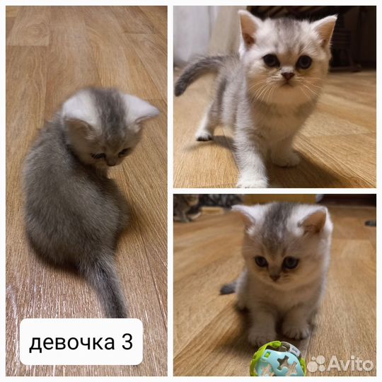 Шотландские котята