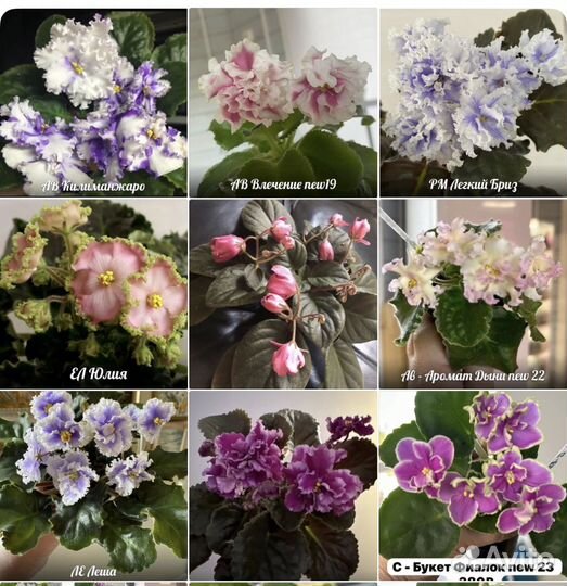 Фиалки- детки,стартеры,цветущие этих сортов от