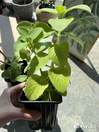Плектрантус домашняя мята в горшке