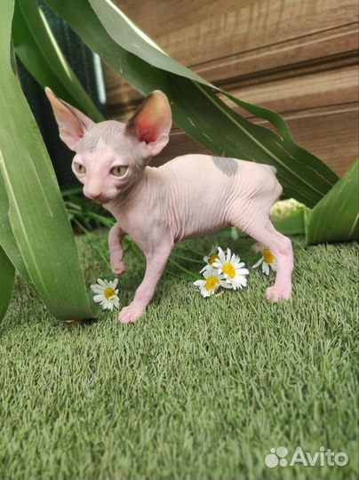 Канадский сфинкс мальчик