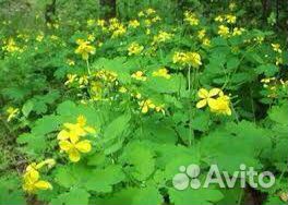 Чистотел с Лопухом на Меду/В Свежем и сухом виде