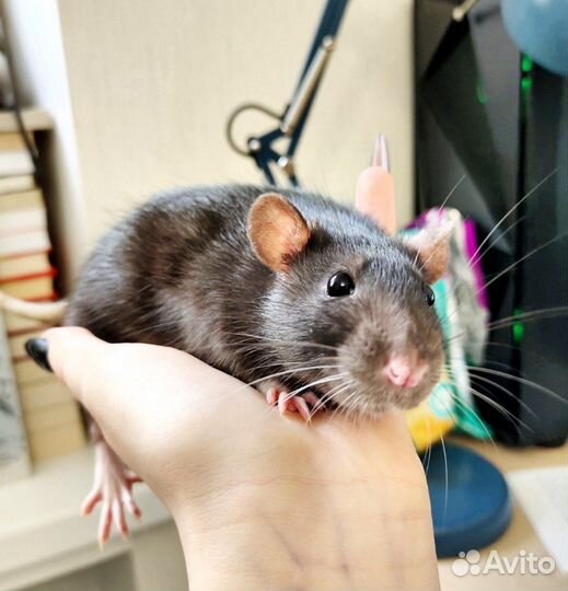 Передержка грызунов