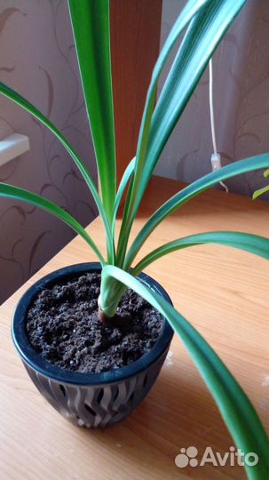 Кливия Гардена